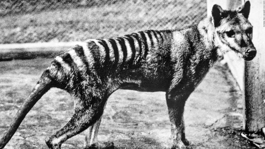 Misterio y Tragedia: La Historia del Lobo de Tasmania