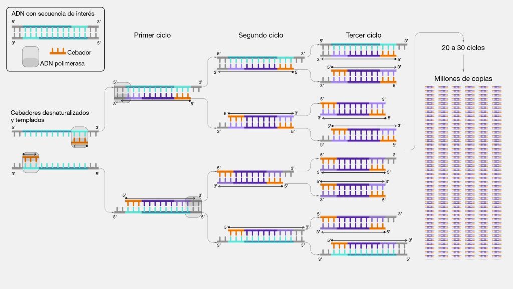 PCR: Qué es y cómo funciona