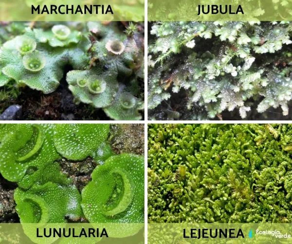 Evolución de las hepáticas