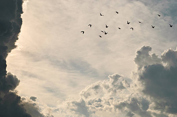 Cómo se Orientan las Aves Migratorias
