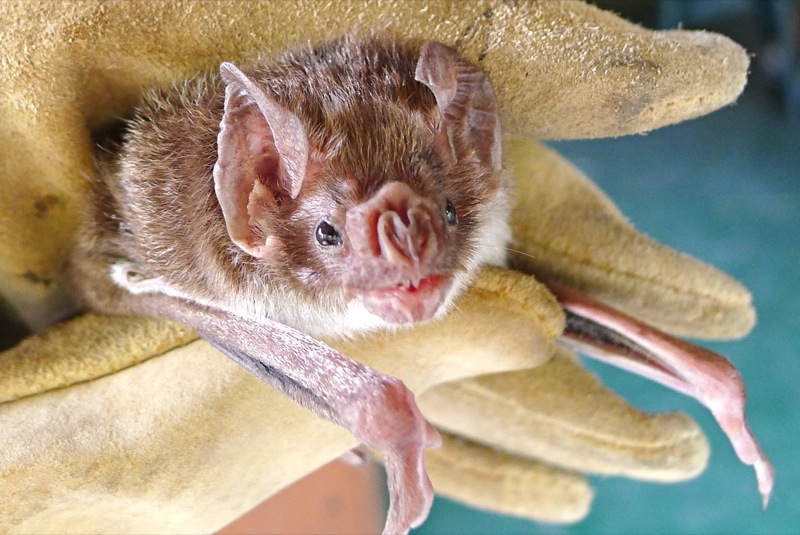 Desmodus Rotundus: El Murciélago Vampiro