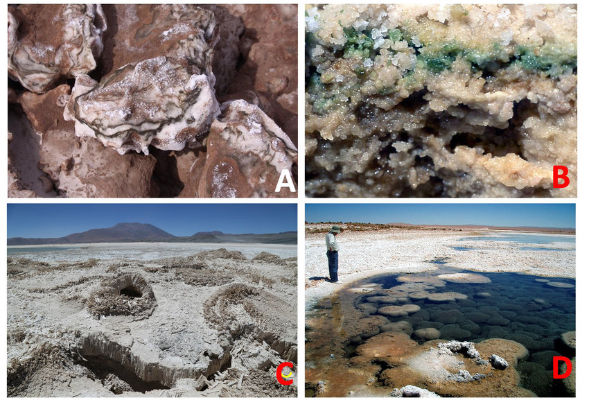 Endolitos: Microorganismos en el Interior de las Rocas