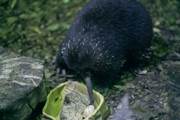 El Equidna: El Animal Más Raro del Mundo
