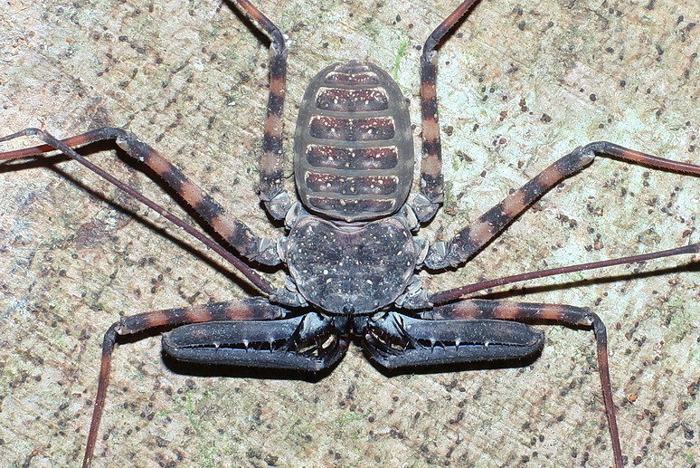 Amblypygi, las Arañas Látigo: Misteriosas Criaturas del Reino Arácnido