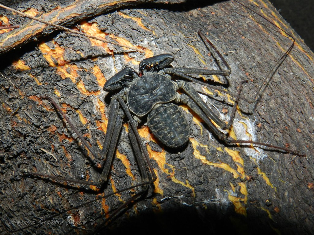 Ambipligios: las misteriosas Arañas Látigo