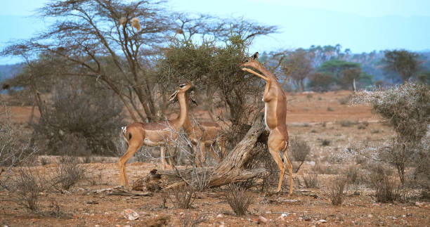 Litocranius walleri: La Asombrosa Gacela Jirafa Africana