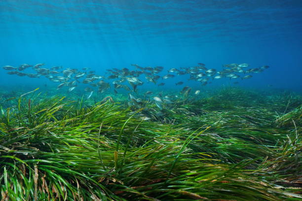 La Posidonia Australis, la Planta más Grande del Mundo