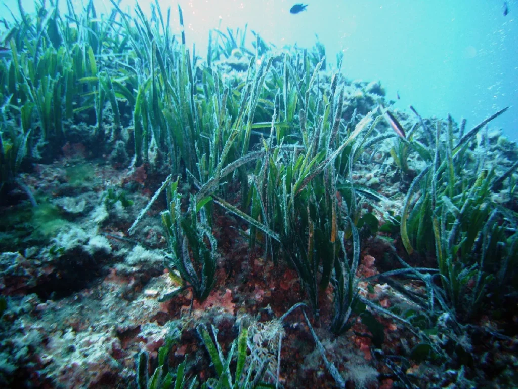 La Posidonia Australis, la Planta más Grande del Mundo