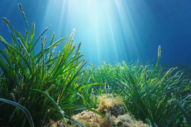 “La Posidonia Australis, la Planta más Grande del Mundo"