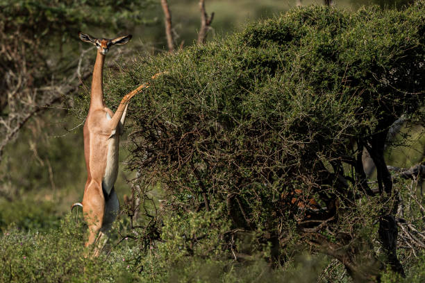 Litocranius walleri: La Asombrosa Gacela Jirafa Africana