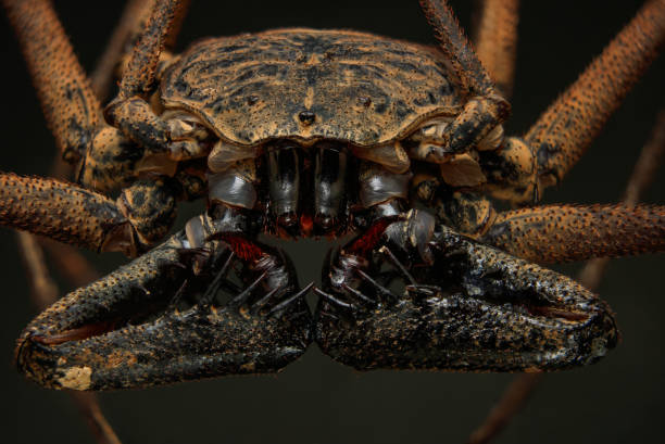 Amblypygi, las Arañas Látigo: Misteriosas Criaturas del Reino Arácnido