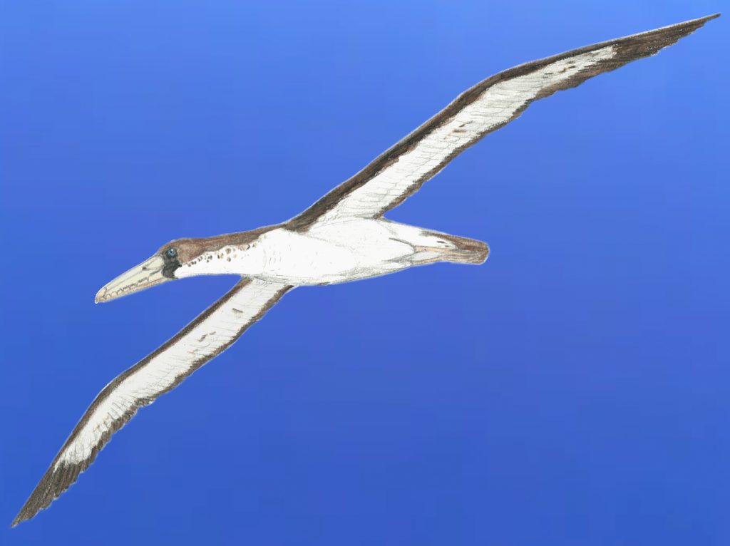 Pelagornis: El Ave con la Mayor Envergadura de la Historia