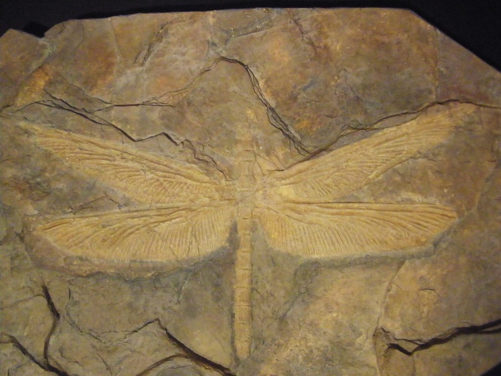 Meganeura el Insecto Volador Más Grande de la Historia