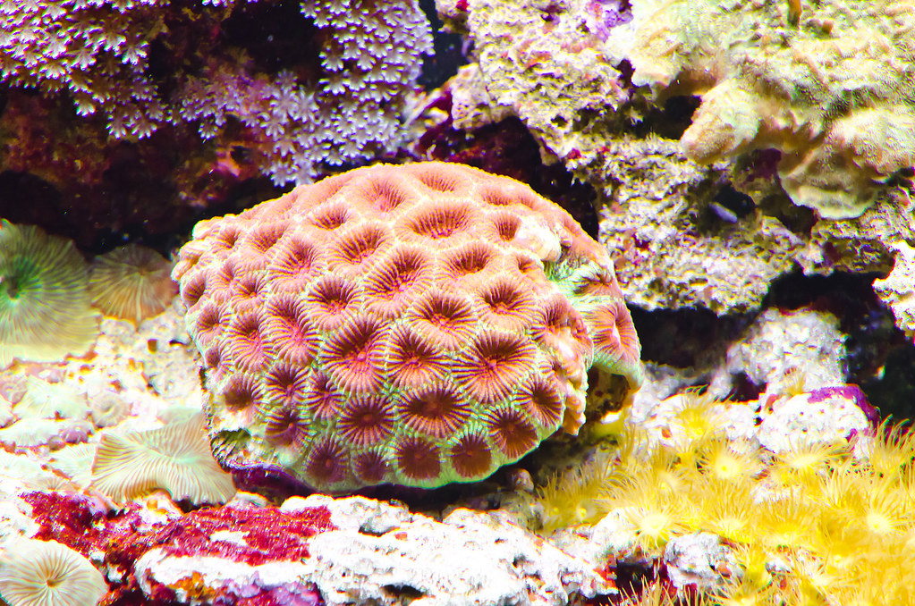 Que es el coral cerebro