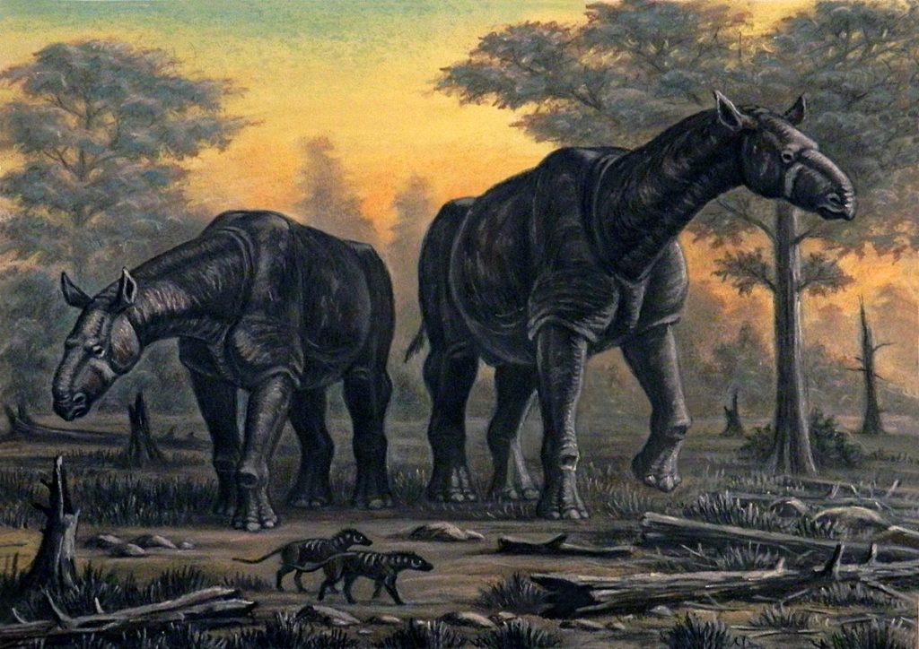 Paraceratherium: el gigante que conecta el pasado con los rinocerontes de hoy