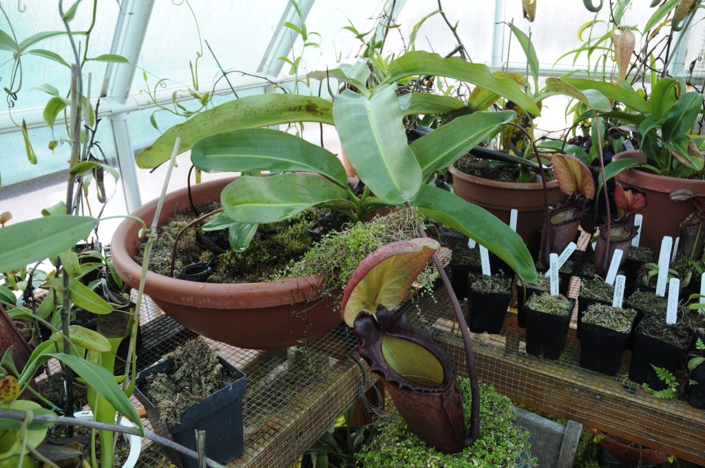 Nepenthes rajah: la planta carnivora mas grande del mundo