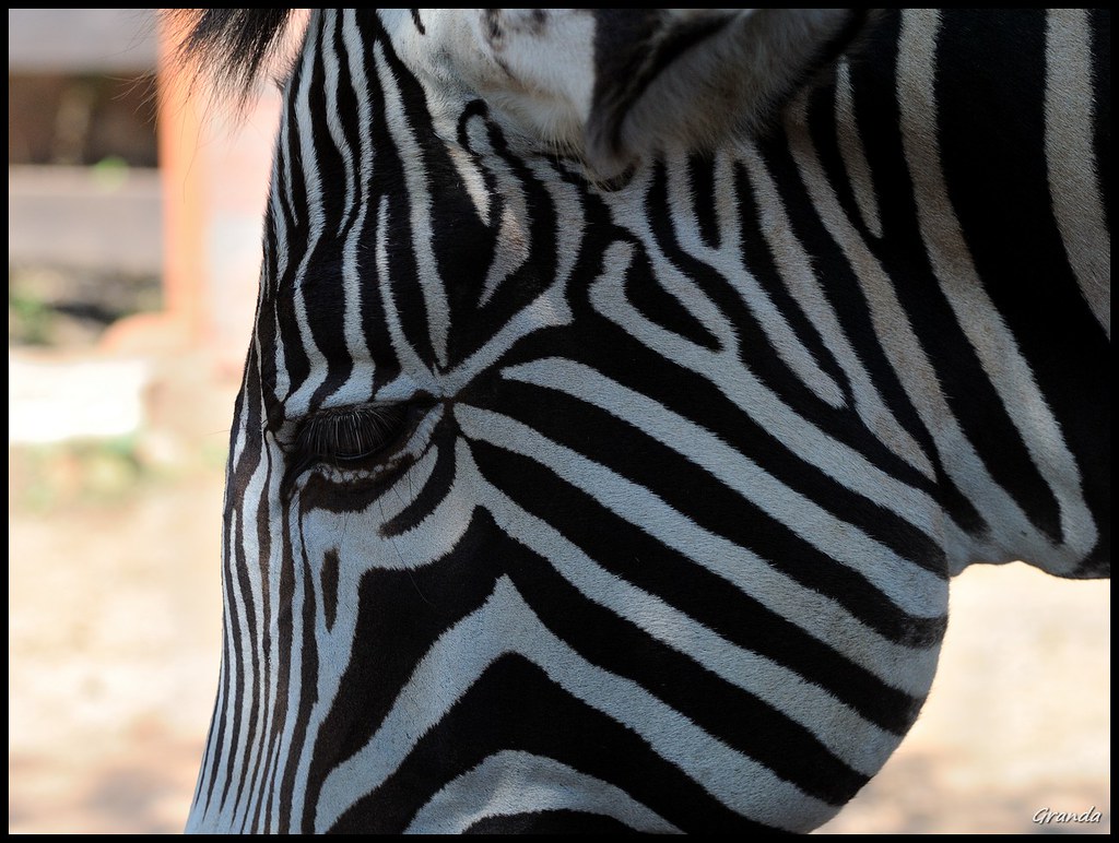 Función de las rayas de las cebras