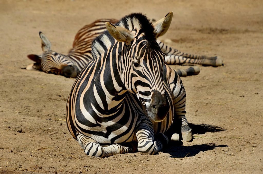 Función de las rayas de las cebras