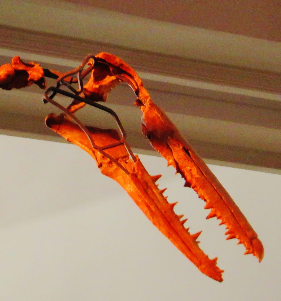 Pelagornis: El Ave con la Mayor Envergadura de la Historia