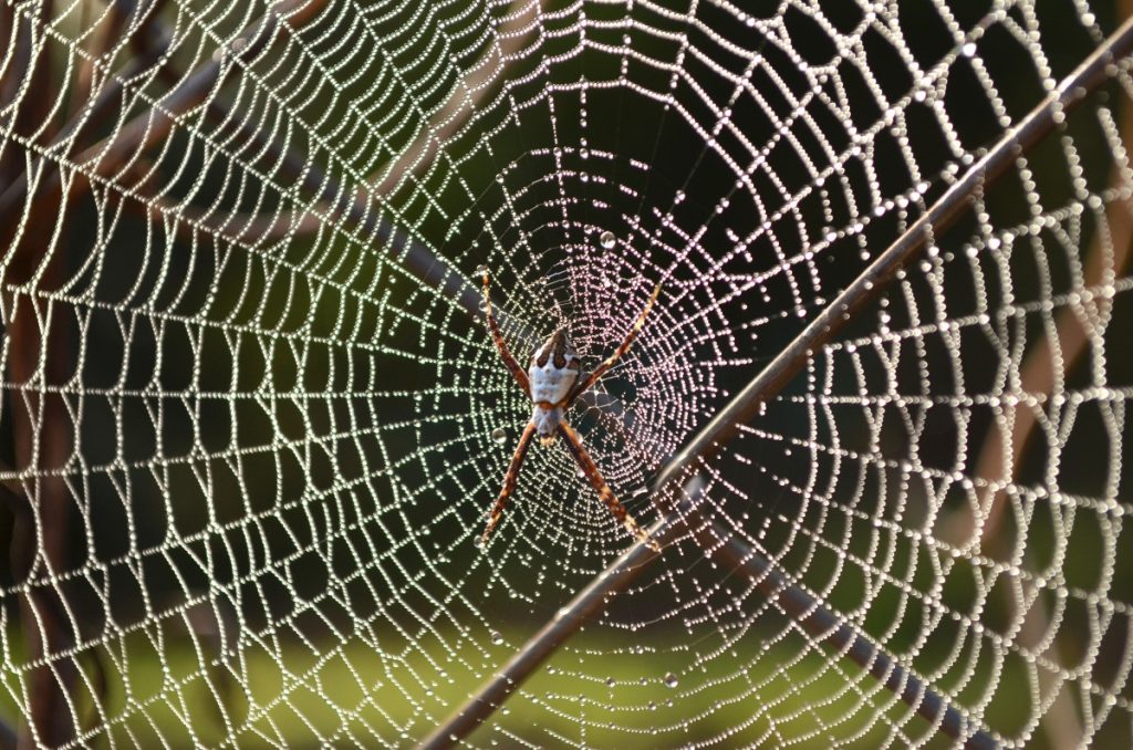 La Clave de la Resistencia de la Tela de Araña