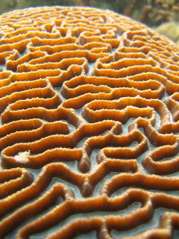 Que es el coral cerebro