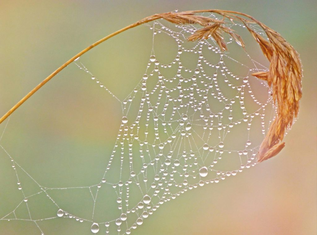 La Clave de la Resistencia de la Tela de Araña