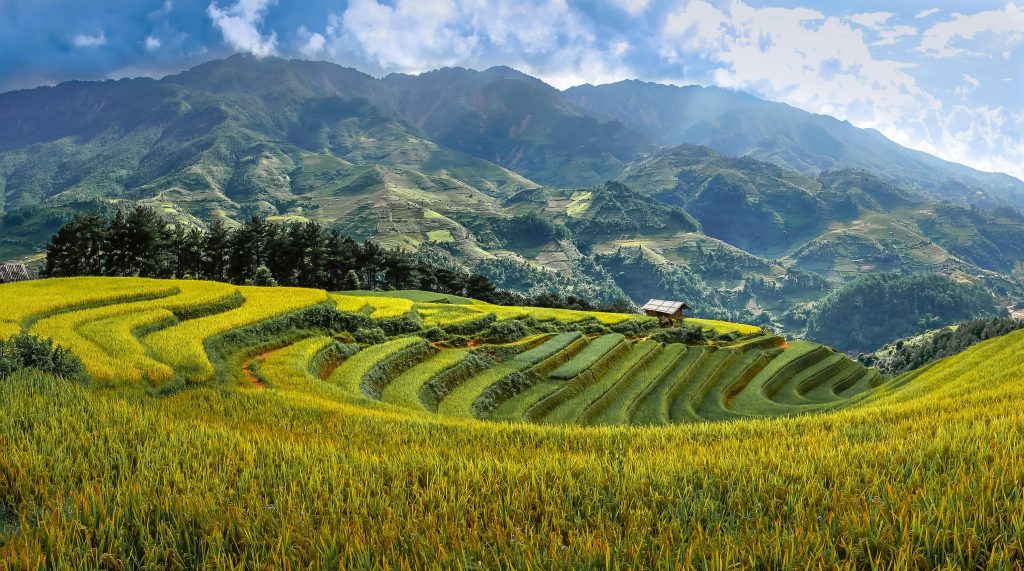 Qué es el Vigor Híbrido