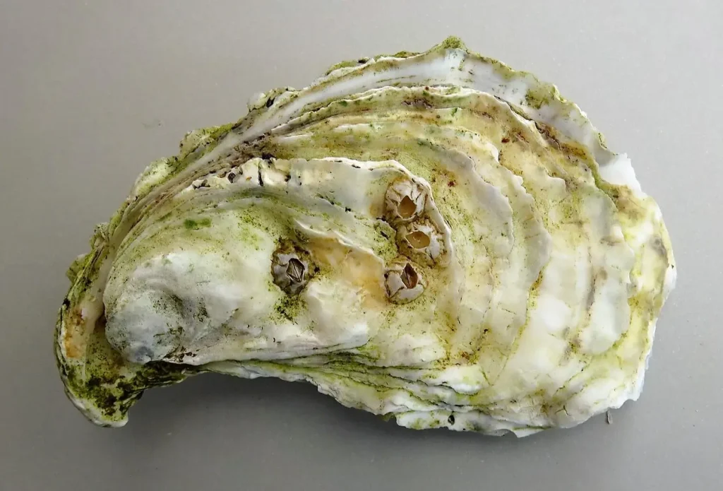 Cómo se hacen las perlas