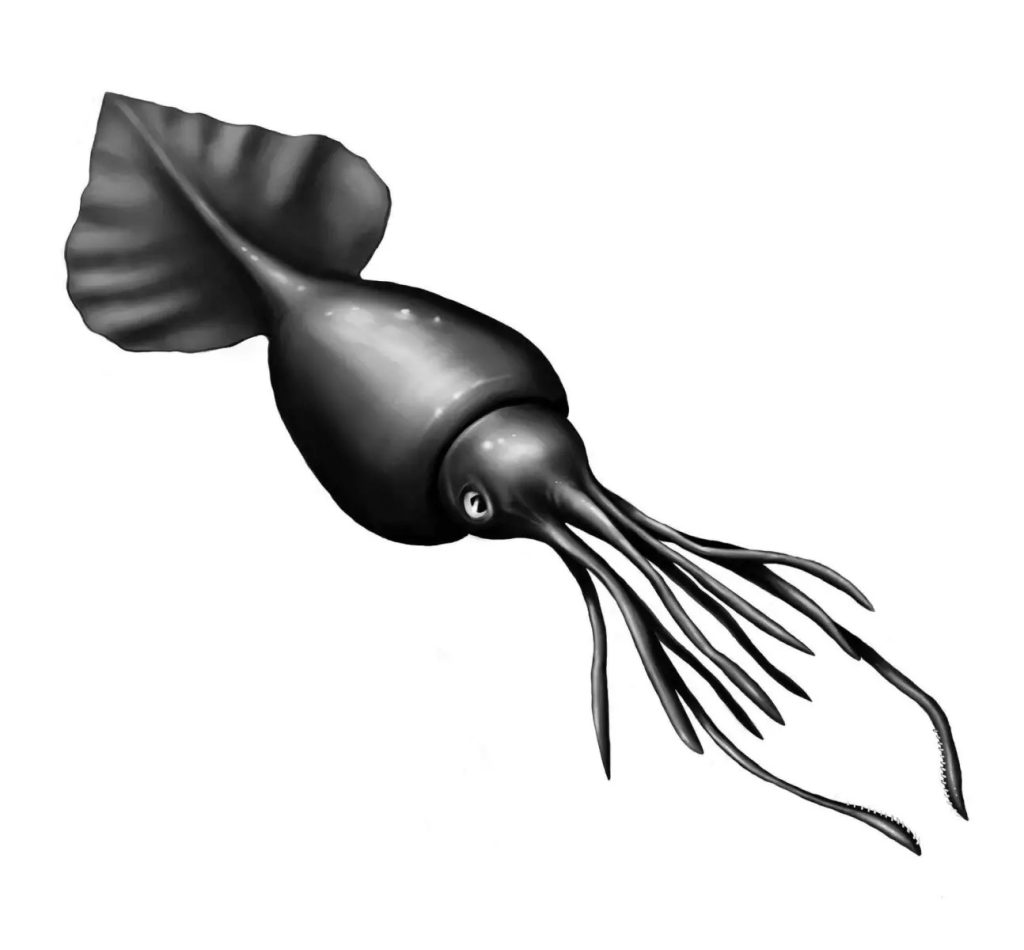 El calamar colosal el invertebrado más grande del mundo.