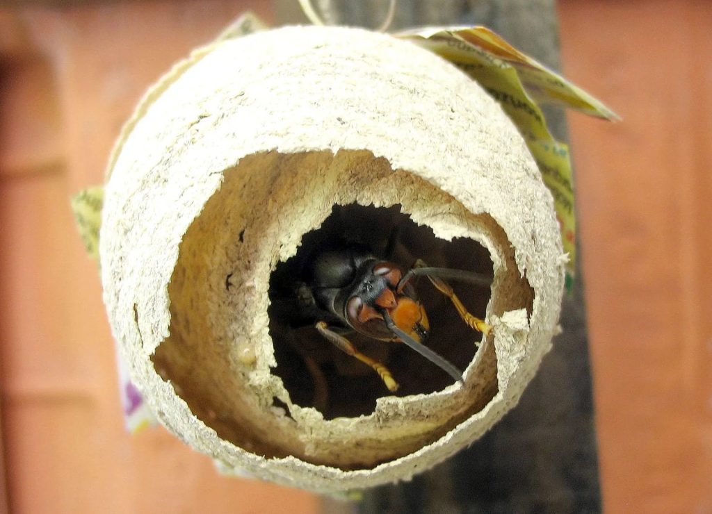 La vespa velutina como especie invasora
