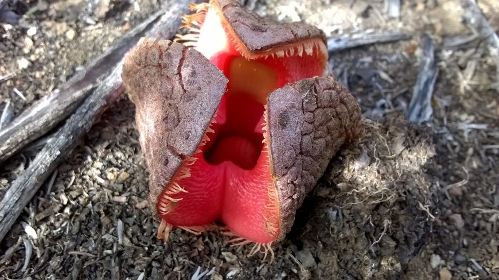 Hydnora africana la planta del chacal