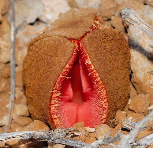 Hydnora africana la planta del chacal