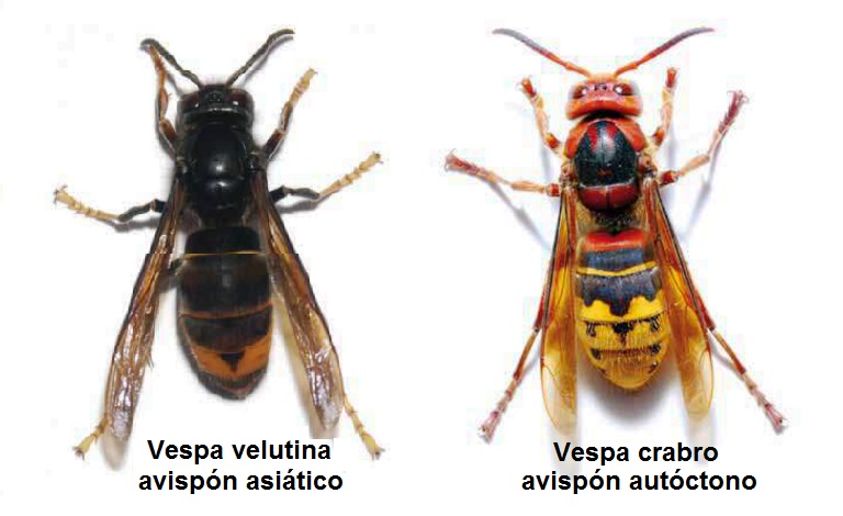 vespa cabro y vespa velutina como diferenciarlas