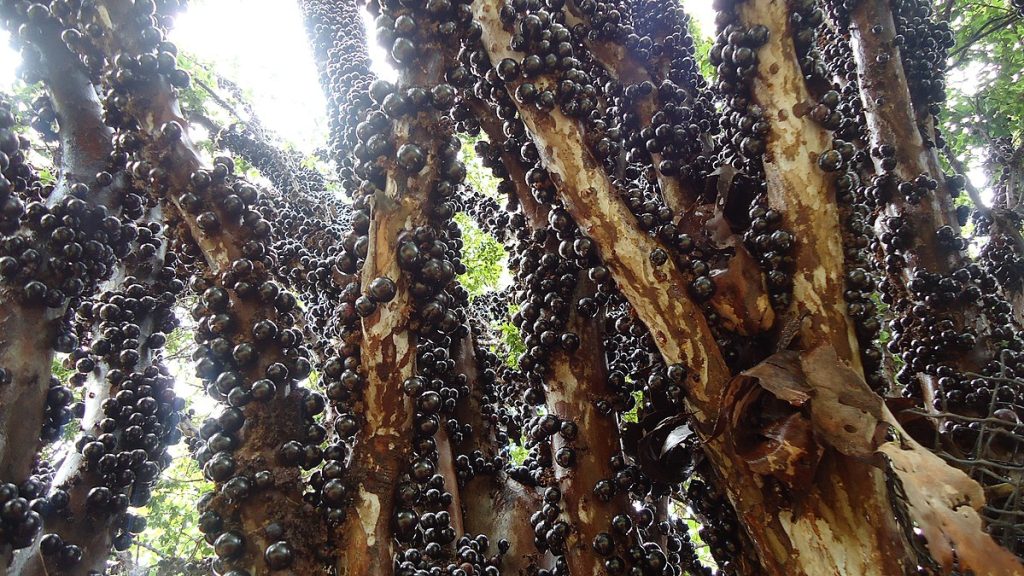 Jabuticaba La fruta que crece en el tronco de los árboles