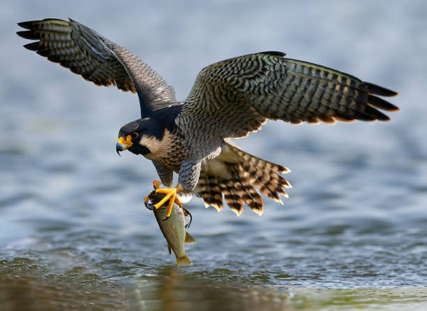 El Halcón Peregrino y su Récord de Velocidad