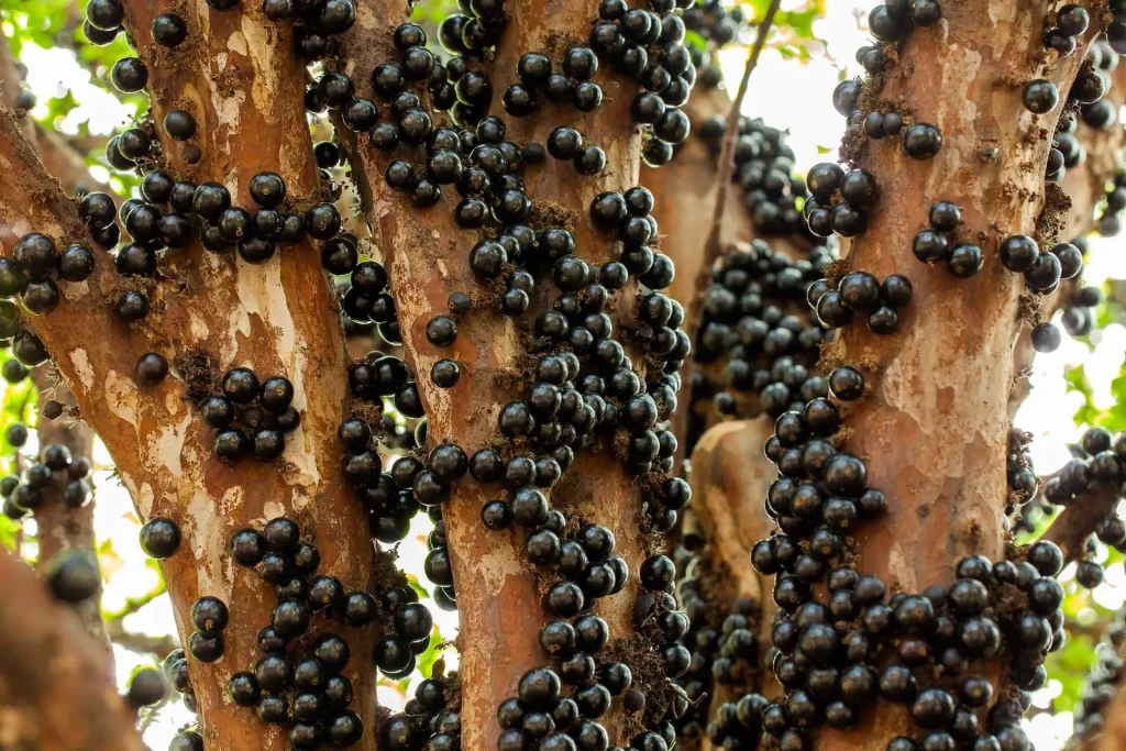 Jabuticaba: La fruta que crece en el tronco de los árboles
