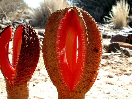 Hydnora africana la planta del chacal