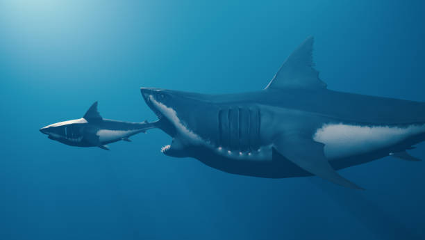 Otodus Megalodon: cuanto medía realmente
