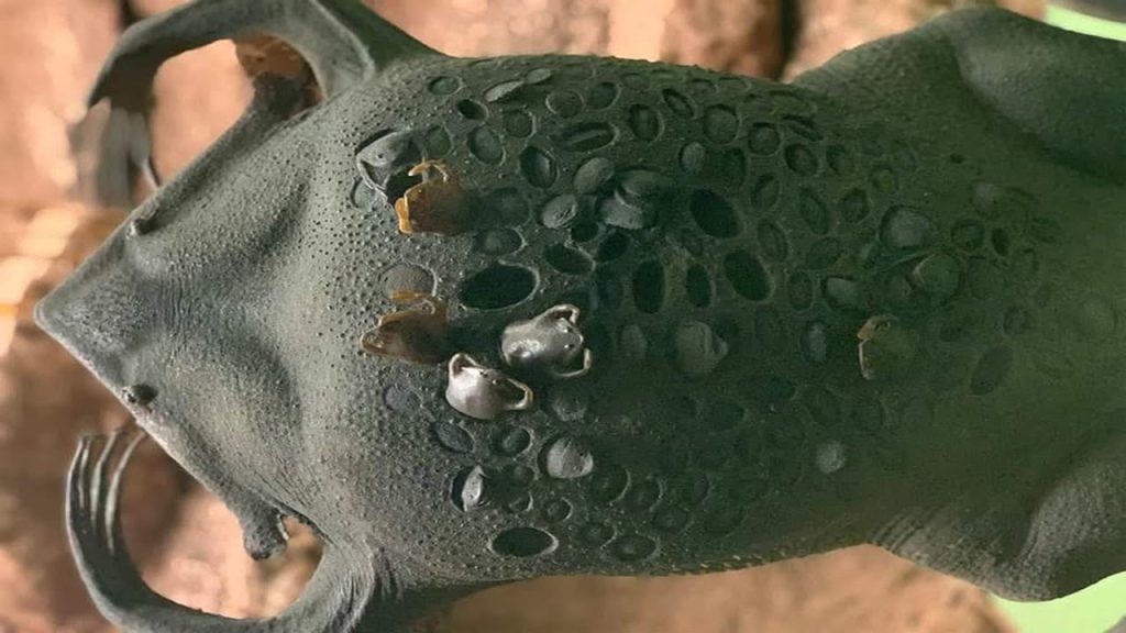 El sapo de Surinam que lleva a sus crías en la espalda