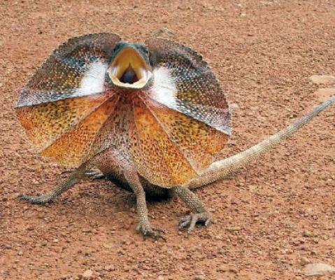 Chlamydosaurus kingii y su collar defensivo