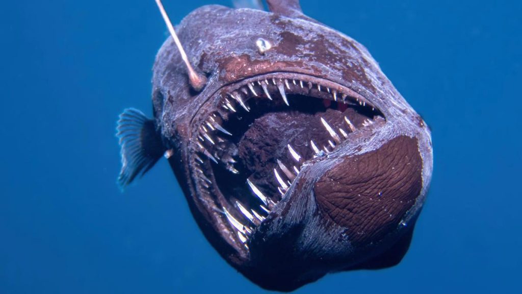 El Pez Diablo Negro: La Creación Más Temible de las Profundidades Abisales