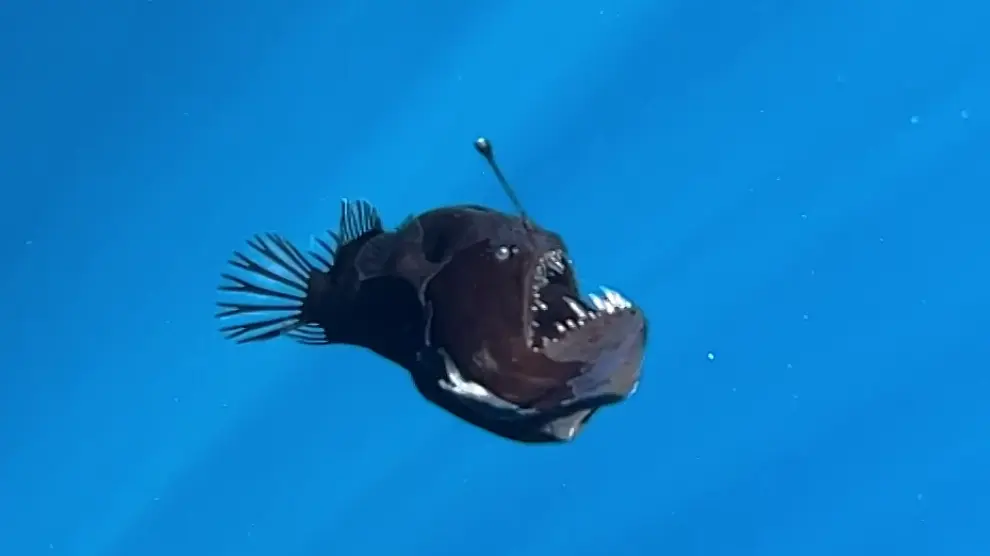 El Pez Diablo Negro: La Creación Más Temible de las Profundidades Abisales