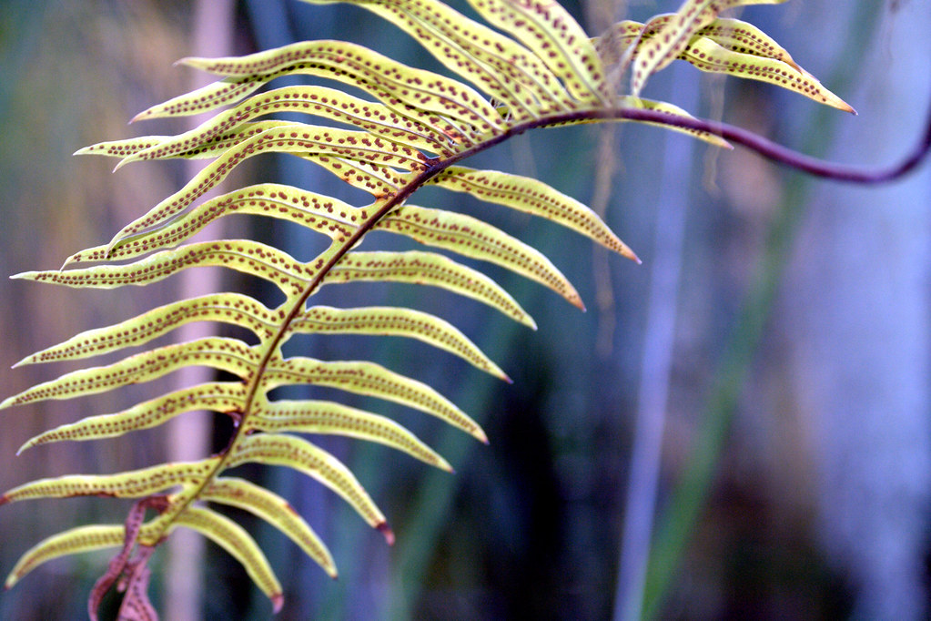 La Evolución de los Helechos