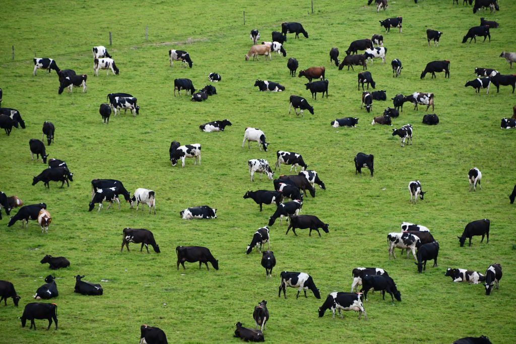 Estudio revela que las vacas prefieren dormir alineadas con el campo magnético terrestre